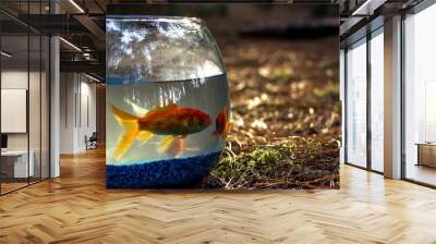 goldfish in aquarium Wall mural