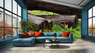 Three wet brown tree trunks laying on grass Wall mural