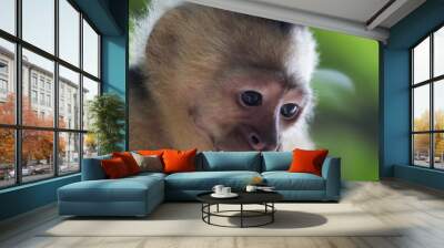 Capuchin monkey (Cebus) Costa Rica Wall mural