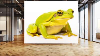 Frog over isolated white background. Animal Wall mural