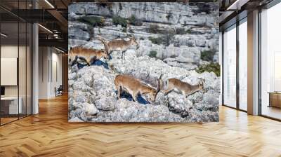 A Iberian ibex, Capra pyrenaica, in mountains El Torcal de Antequera, Andalusia, Spain Wall mural