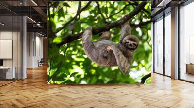 Funny sloth hanging on tree branch, cute face look, perfect portrait of wild animal in the Rainforest of Costa Rica scratching the belly, Bradypus variegatus, brown-throated three-toed sloth, relaxed Wall mural