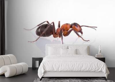 ant isolated on white background. Wall mural