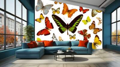 Butterflies collection on white background Wall mural