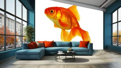 gold fish isolated on white Wall mural