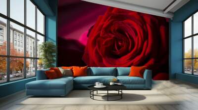 Natural red roses background Wall mural