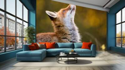 Red Fox - Vulpes vulpes, close-up. Wall mural