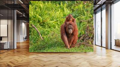 Orangutan (orang-utan) in his natural environment in the rainforest on Borneo (Kalimantan) island with trees and palms behind. Wall mural