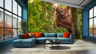 Orangutan (orang-utan) in his natural environment in the rainforest on Borneo (Kalimantan) island with trees and palms behind. Wall mural