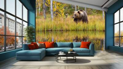 Wildflife photo of large brown bear (Ursus arctos) in his natural environment in northern Finland - Scandinavia in autumn forest, lake and colorful grass Wall mural