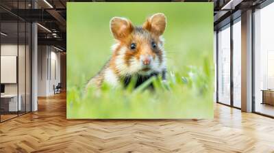 european hamster (cricetus cricetus) an adorable furry mammal living in the fields. detailed portrai Wall mural