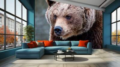 Close up big brown bear in spring forest Wall mural