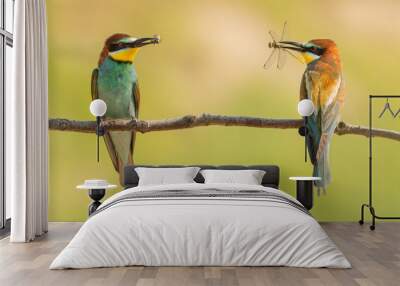 bee eaters with caught insects Wall mural