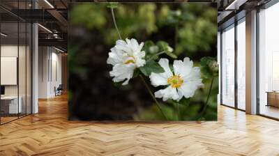 White Japanese anemone flower in a summer garden. Anemone hupehensis.	 Wall mural