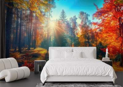 Colorful trees in the forest on a sunny day during autumn showcase a stunning landscape Wall mural