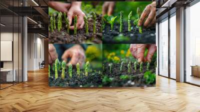 A man's hand carefully plants asparagus in the garden, breaking off young shoots at ground level. The focus on close-up detail captures the essence and beauty of garden work. Agriculture. Wall mural