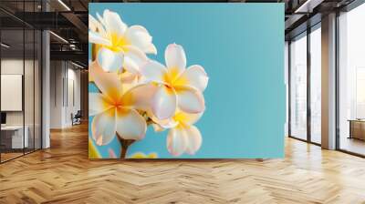 Beautiful close up of plumeria flower with clear blue sky under the sunlight for background and wallpaper Wall mural