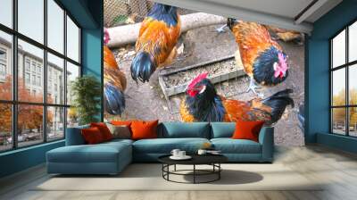 hens and roosters in the henhouse German breed Vorwerk Wall mural