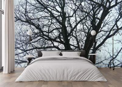 silhouette of a century-old oak tree turns black against the background of a gloomy spring sky Wall mural