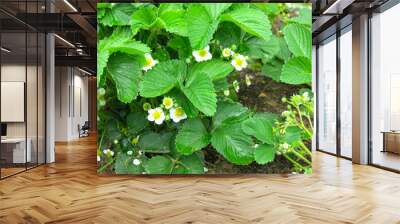 strawberry bushes bloom on the beds in summer Wall mural