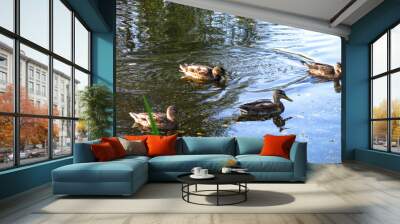 wild ducks swim in the pond in summer                                Wall mural