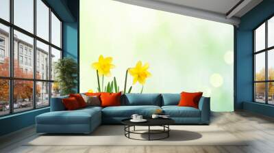 Nature spring background with Yellow narcissus flowers Wall mural