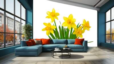 Yellow daffodils flowers isolated on white background Wall mural