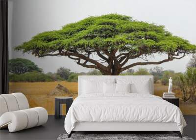 Acacia tree in zimbabwe - the symbol of Africa Wall mural