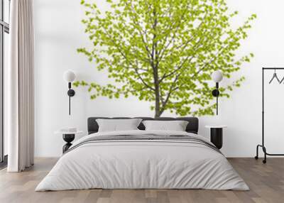 Young tree isolated on a white background Wall mural