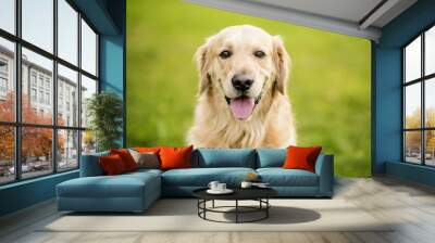 golden retriever Wall mural