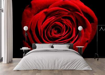 flower rose petal blossom red nature beautiful background Wall mural