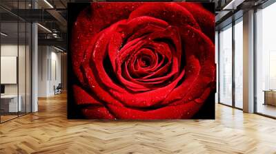 flower rose petal blossom red nature beautiful background Wall mural