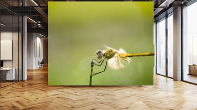 dragonfly in green background Wall mural