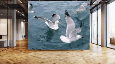 active sea gulls seagulls over blue sea ocean Wall mural