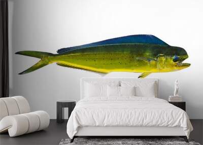 Aka Dorado dolphin fish mahi-mahi on white Wall mural