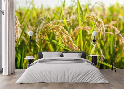 Cereal rice fields with ripe spikes Wall mural