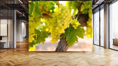 chardonnay Wine grapes in vineyard raw ready for harvest Wall mural