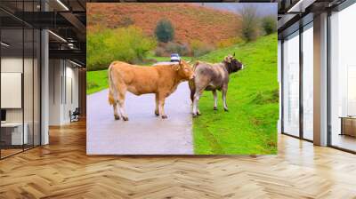 Cows in a Pyrenees road of Irati jungle at Navarra Spain Wall mural