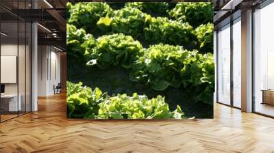 Lettuce field in Spain. Green plants perspective Wall mural