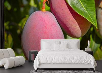 Mango tree with hanging mango fruits Wall mural