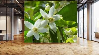 Orange blossom flowers in mediterranean tree Wall mural