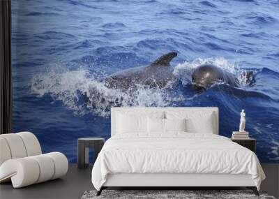 pilot whales free with baby in mediterranean Wall mural