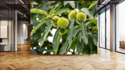 Tree Spanish chestnut  (Castanea sativa)  Wall mural