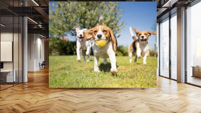 Group of dogs playing in the park Wall mural