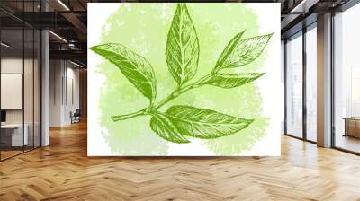 Green tea leaf hand drawing sketch. A sprig of green tea leaves with the stem. Wall mural