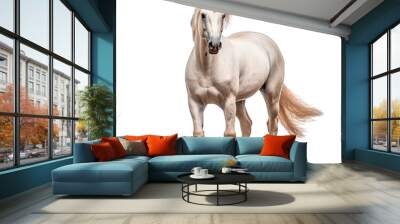 A beautiful white horse Wall mural