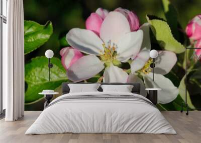 An apple blossom in detail with leafs on a branch in spring time. Wall mural