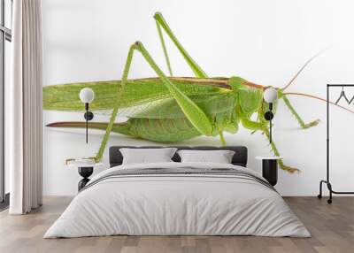 Green grasshopper isolated on white Wall mural