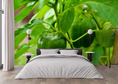 Green pepper fruit on a Bush in a greenhouse Wall mural