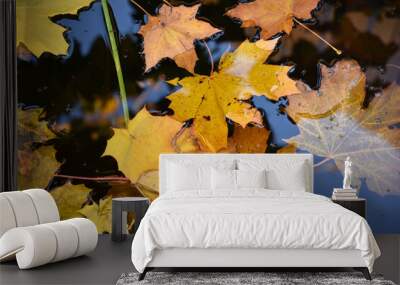 Yellow maple leaves in an autumn pond. Leaves in a puddle. Wall mural